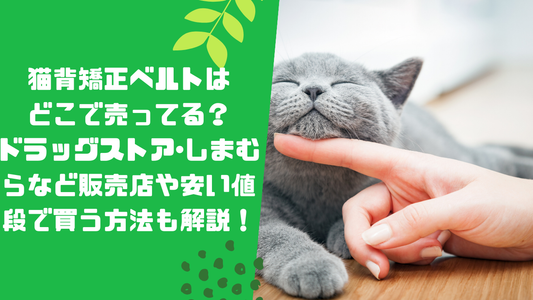 猫背矯正ベルトはどこで売ってる？