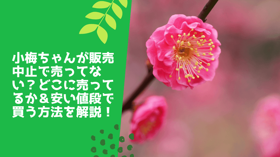 小梅ちゃんが販売中止で売ってない？どこに売ってるか＆安い値段で買う方法を解説！