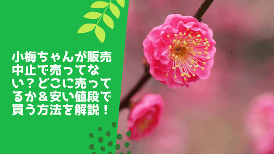 小梅ちゃんが販売中止で売ってない？どこに売ってるか＆安い値段で買う方法を解説！